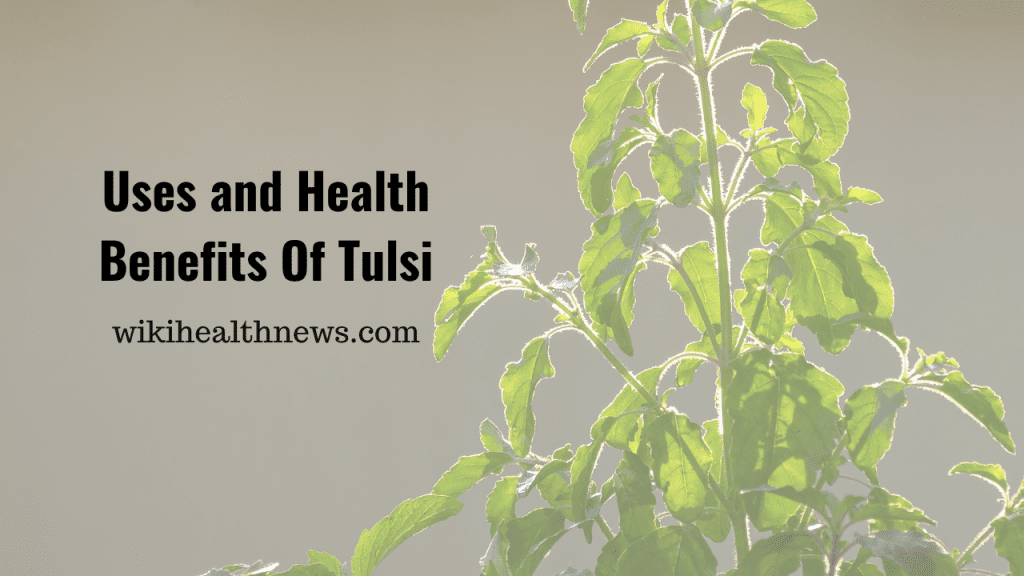 Amazing Leaf Tulsi Uses For Health wiki Health News